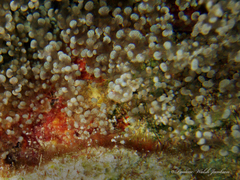 Laviactis lucida