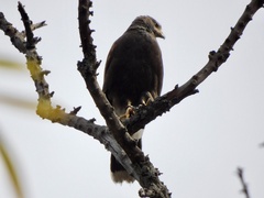 Parabuteo unicinctus