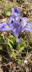Iris planifolia