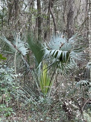 Sabal palmetto