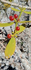 Viscum cruciatum