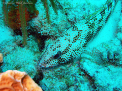 Epinephelus guttatus