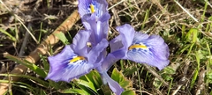 Iris planifolia