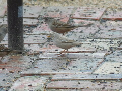 Zonotrichia leucophrys