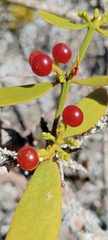 Viscum cruciatum