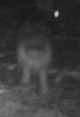 Lagomorpha