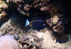 Acanthurus nigricans