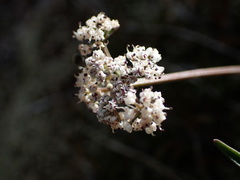 Lomatium geyeri