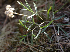 Lomatium geyeri