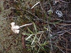 Lomatium geyeri
