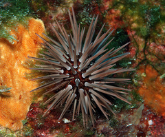 Echinometra mathaei