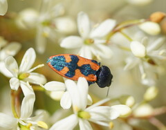 Castiarina hilaris