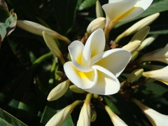 Plumeria