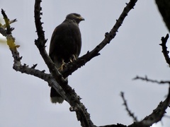 Parabuteo unicinctus