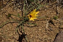 Zephyranthes araucana
