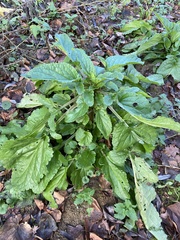 Scrophularia auriculata