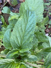 Scrophularia auriculata