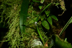 Scaphyglottis prolifera