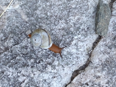 Epiphragmophora puntana