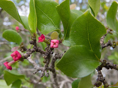 Cordiera rigida
