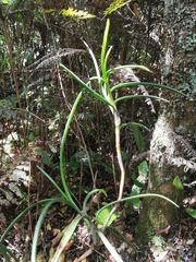 Maxillaria aggregata