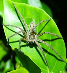 Heteropodinae
