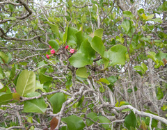 Cordiera rigida