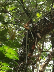 Maxillaria aggregata