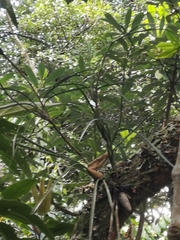 Maxillaria aggregata