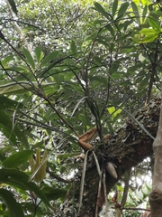 Maxillaria aggregata