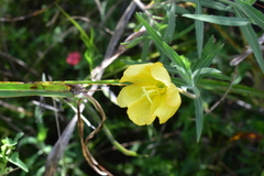 Oenothera affinis