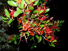 Peraxilla tetrapetala