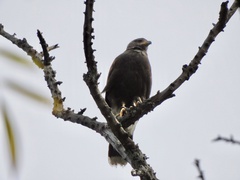 Parabuteo unicinctus