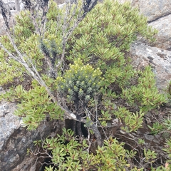 Ozothamnus ledifolius