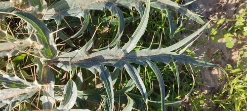 Avistamiento Alcaucil (alcachofa silvestre)