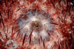 Echinostrephus