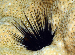 Echinostrephus