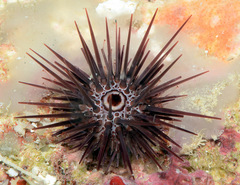 Echinostrephus