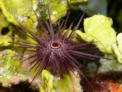Echinostrephus