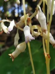 Burmanniaceae