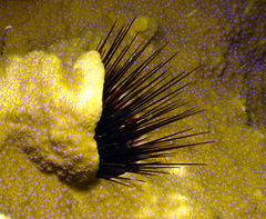 Echinostrephus