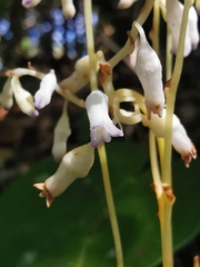 Burmanniaceae