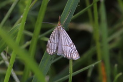 Chrysocramboides craterella