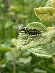 Naupactus rivulosus