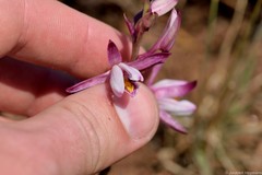 Eulophia hians hians