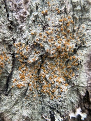 Brigantiaea leucoxantha