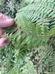 Cyathea colensoi