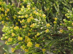 Ozothamnus cupressoides