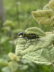 Naupactus rivulosus