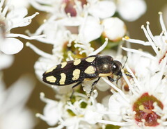 Castiarina decemmaculata